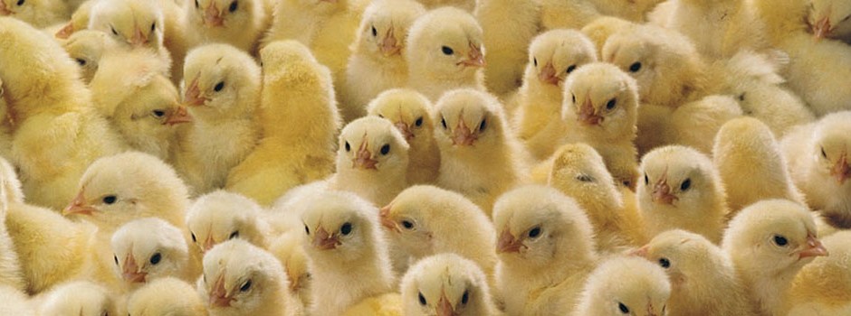chicks-3-940x350